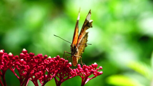 A colorful butterfly resting on a green leaf in a lush garden environment. Beautiful tropical insect, detailed wings, natural sunlight, wildlife macro shot, and summer garden concept.