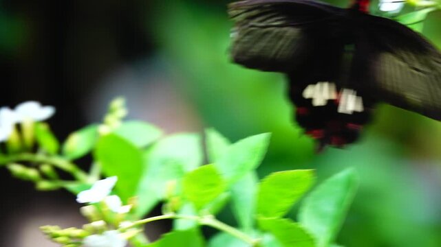 A colorful butterfly resting on a green leaf in a lush garden environment. Beautiful tropical insect, detailed wings, natural sunlight, wildlife macro shot, and summer garden concept.