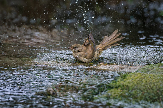 Streak-eared Bulbul, Pycnonotus conradi, vigorously splashes in shallow puddle, dramatic explosion of shimmering water droplets high into air, it lifts fan-like tail feathers, dark, blurry background