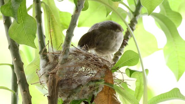 Streak-eared bulbul bird at its nest on a frangipani tree, checking on its newborn chicks and sitting down to keep them warm