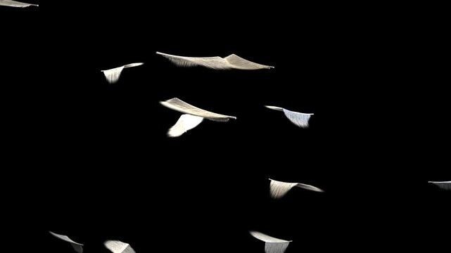Scattering pale petals drifting flipping fluttering down on transparent backdrop showing veining