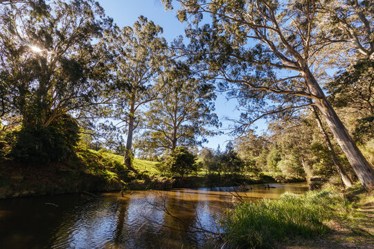 Tranquil Agnes River flowing through tall eucalyptus gum tree forest in Gippsland Victoria Australia