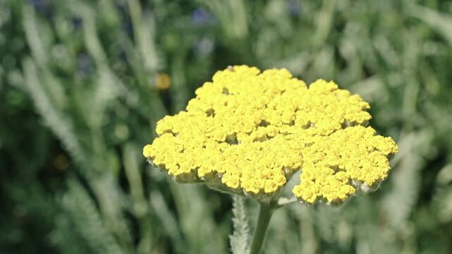 Macro of flowering yarrow plant. Yellow exotic scabious flower. Natural flower plant. Flora nature. Bright blooming flower in nature. Yarrow flower. Flowering nature closeup