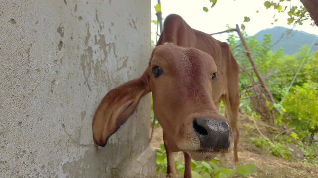 Young Female Calf Rubbing Head Against Wall in Rural Outdoor Setting