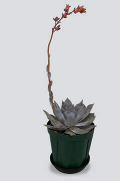 花が咲いた鉢植えのエケベリア（多肉植物） グレー背景の隔離素材