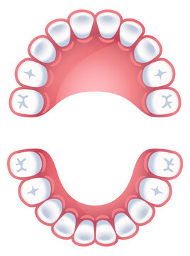 Teeth chart. Jaws dental schema. Dental infographic
