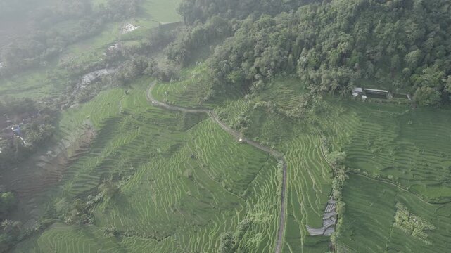A high-angle drone shot capturing the intricate patterns of green rice terraces nestled against a misty tropical hillside forest in a rural landscape at Majalengka, West Java.