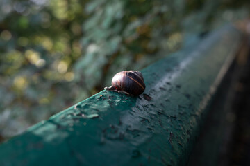 Abstract background with a garden snail on a textured green railing. Garden snail crawling representing a patience, organic skincare, and eco concept. © alan