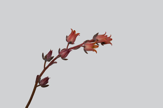 エケベリア（多肉植物）のオレンジ色の花 クローズアップとグレー背景