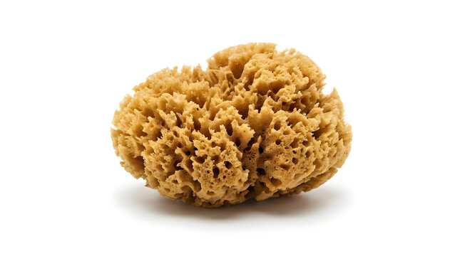 Natural organic sea sponge isolated on white background, ideal for luxury bathing and skincare routines.