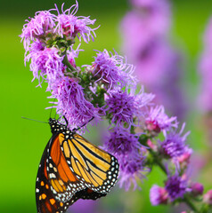 Obraz premium Monarch on Purple Flower