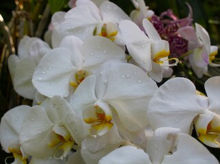 White Orchids © Meredith
