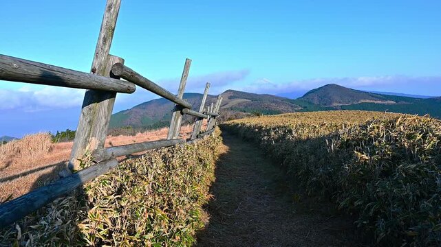 伊豆半島の伊豆山稜線歩道　仁科峠付近の笹原　草原の縦走路の向こうに聳える富士山
