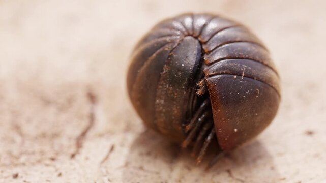 Pill Millipede Slowly Uncurling on Sandy Ground in Macro View, Revealing Segmented Armor and Delicate Legs in a Natural Wildlife Scene
