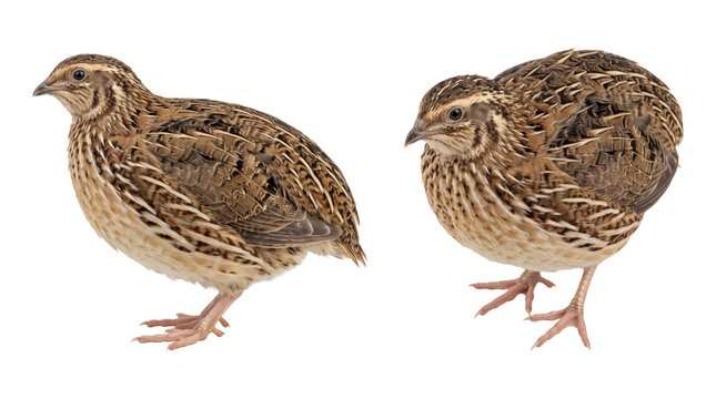Brown Quail Bird