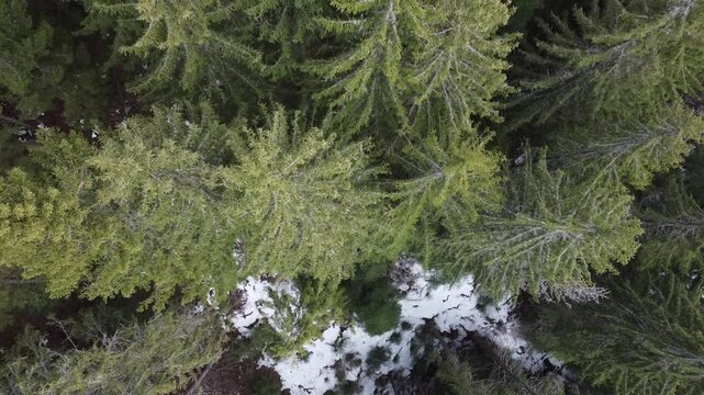 Aerial top down view of evergreen forest with snow patches