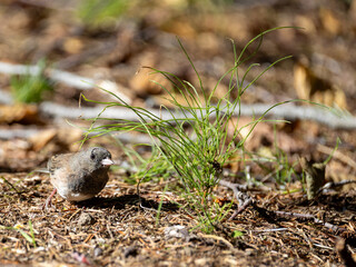 bird on the ground 