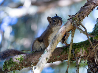 squirrel on tree © Christopher