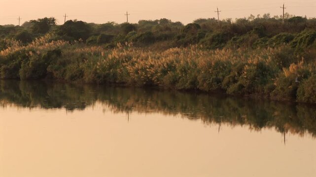 Scenic Golden Hour River Bank with Tall Wild Reeds, Dense Green Bushes, and Utility Poles Reflected in Calm Serene Water Surface