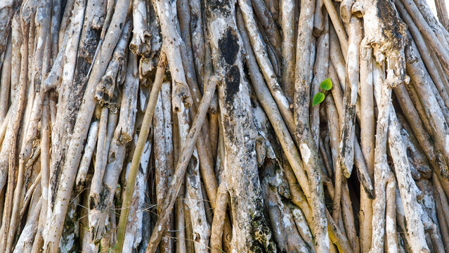 Close Up Texture of Pandanus Tree Aerial Stilt Roots Background