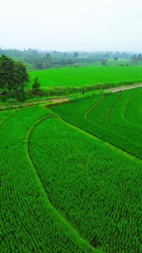 beauty morning light sunrise at paddy fields asia, Beautiful morning view in Indonesia, panoramic landscape of rice fields with mountain ranges and clear sky