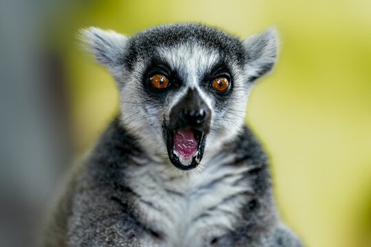 ring tailed lemur