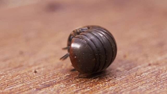 Macro Close Up of Brown Isopod Lying on Its Back on Wooden Surface, Moving Its Legs And Struggling to Turn Over, Showing Vulnerability And Survival