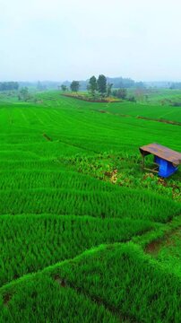 beauty morning light sunrise at paddy fields asia, Beautiful morning view in Indonesia, panoramic landscape of rice fields with mountain ranges and clear sky
