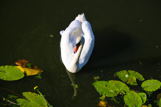 White swans swimming in murky blooming green pond water of a city park, elegant waterfowl birds in an urban nature environment.
