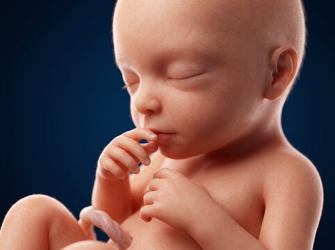 Human fetus at 20 weeks gestation with finger in mouth.
