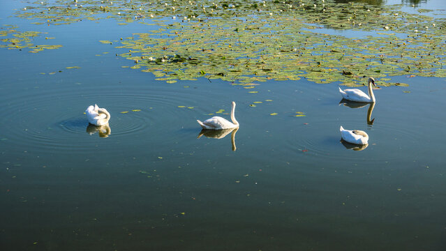 White swans swimming in murky blooming green pond water a city park, elegant waterfowl birds in an urban nature environment.
