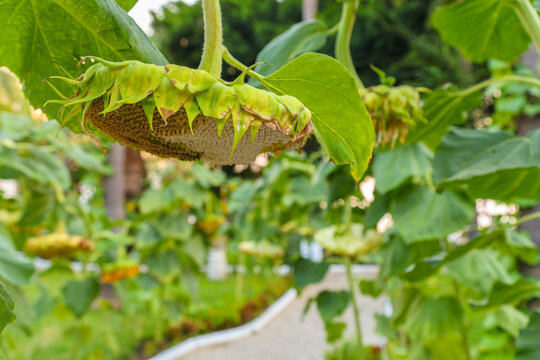 Narrow well-groomed garden path among tall blooming sunflowers hotel garden, beautiful landscape design with yellow flowers outdoors.