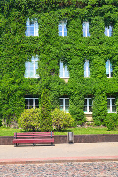 Multi storey house facade completely covered with green plants only windows visible through dense vegetation and ivy on building walls.
