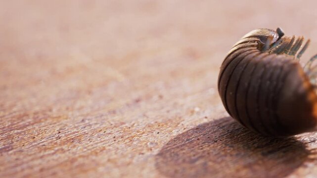 Pill Bug Rolls Across a Textured Wooden Surface in Warm Light, Revealing Natural Defensive Behavior and Wildlife Detail