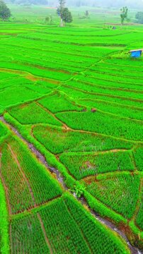 beauty morning light sunrise at paddy fields asia, Beautiful morning view in Indonesia, panoramic landscape of rice fields with mountain ranges and clear sky