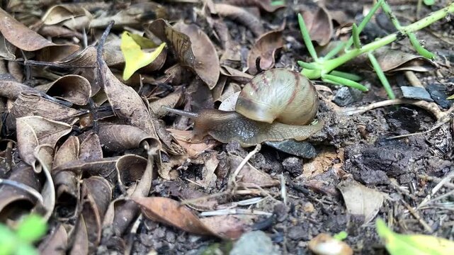Snail Crawling and Eating Dry Leaf on Ground in Garden Nature Close Up Footage
