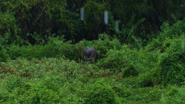 Water Buffalo Grazes Through Dense Green Vegetation During Rain, in a Lush Forest Showing Nature and Wildlife