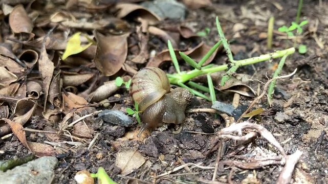 Garden Snail Eating Plants and Crawling on Ground, Wildlife Nature Concept.