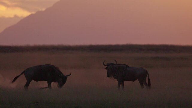 Wildebeest silhouetted against the warm sunset in Amboseli National Park, Kenya, creating a dramatic African safari scene across the open savanna.