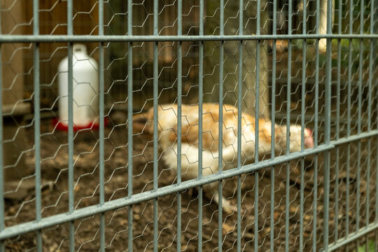 Domestic hen chicken inside mesh coop cage on farm