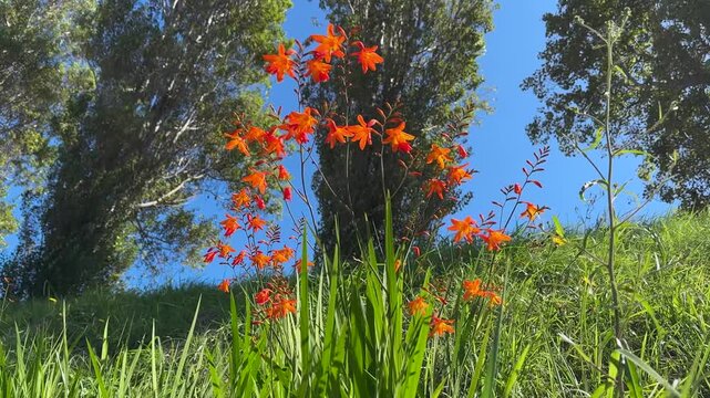 Orange-red crocosmia flowers sway gently in the sunlight against lush green foliage and a vivid blue sky.