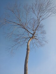 Fototapeta premium Bare tree branches against clear blue sky minimalist nature backgroun.