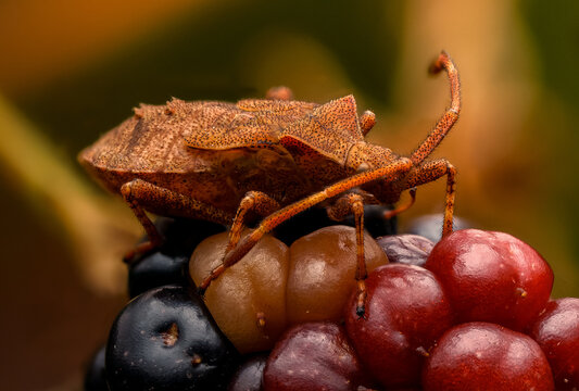 Brown Shield Bug Crawling on Wild Berries Macro Shot