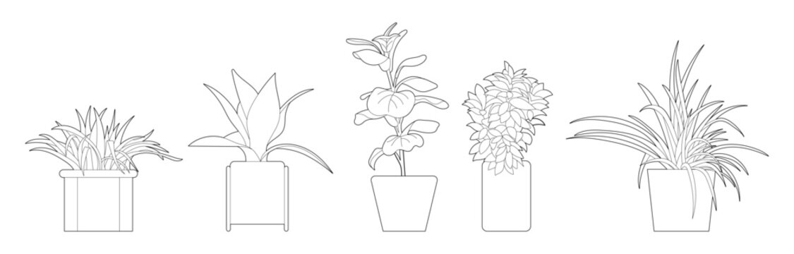 Architectural indoor potted plant collection with diverse tropical foliage plants outlines for interior elevation drawings and CAD render.
