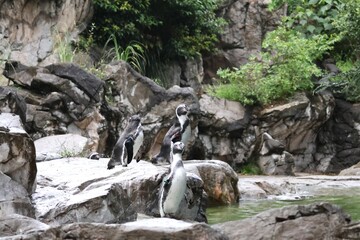 Fototapeta premium Three Humboldt penguins on a rocky area at a zoo
