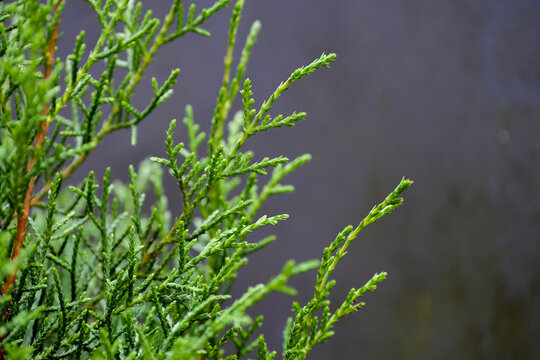 Close-up of cypress leaves at home garden