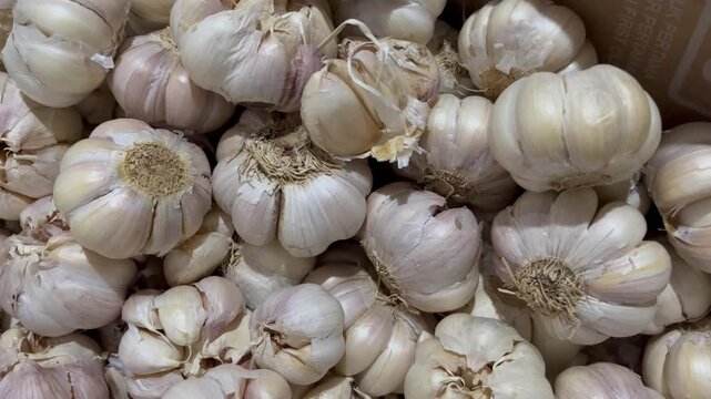 Close Up View of Raw Fresh Garlic Bulbs Pile Background