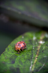 Macro shot of a vibrant orange ladybug on a green leaf with moody blurred background © renipurnama