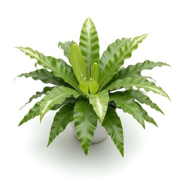 Birds Nest Fern Plant in a White Pot Isolated on White Background.