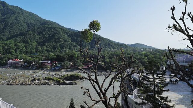 A pruned tree frames a terrace view of the Ganga River and wooded hills in Rishikesh.